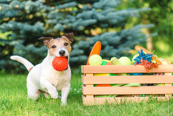 Pet Supplies and accessories for dog mental enrichment. Dog fetches ball from a crate full of doggy toys