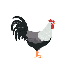 rooster chicken hen  vector illustration isolated transparent background, cut out or cutout t-shirt design