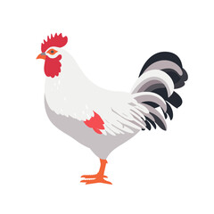 rooster chicken hen  vector illustration isolated transparent background, cut out or cutout t-shirt design