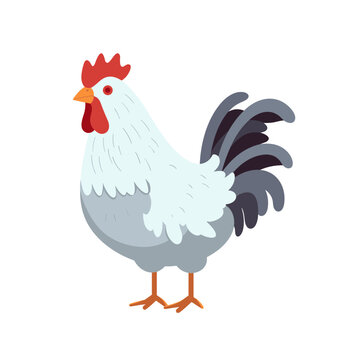 rooster chicken hen  vector illustration isolated transparent background, cut out or cutout t-shirt design