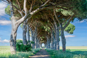 Allée de pins parasols