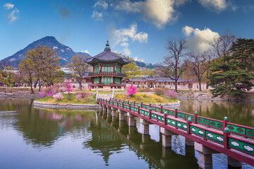 Gyeongbokgung palace with cherry blossom tree in spring time in seoul city of korea, south korea.