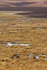 Group of vicuna eating grass on the Chilean Altiplano