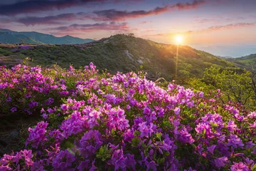 Wandcirkels tuinposter Morning and spring view of pink azalea flowers at Hwangmaesan Mountain with the background of sunlight and foggy mountain range near Hapcheon-gun, South Korea. © panyaphotograph