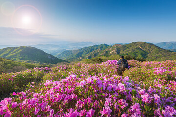 Morning and spring view of pink azalea flowers at Hwangmaesan Mountain with the background of sunlight and foggy mountain range near Hapcheon-gun, South Korea.