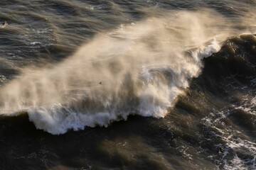 Of a majestic wave illuminated by the golden sunlight on the tranquil surface of the ocean