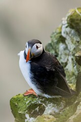 Obraz premium Close-up shot of a seabird(puffins migrate) perched atop a rock