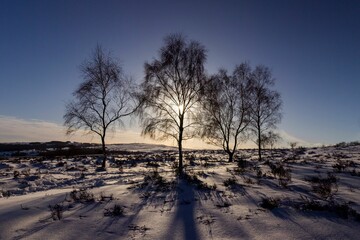 Scenic winter landscape featuring an array of three deciduous trees