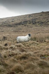Fototapeta premium White sheep stands alone in a lush green meadow atop a grassy hill in Ireland