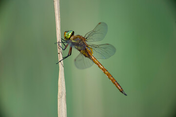 Libellula, Dragonfly, (Aeshna isosceles), Stagno di Platamona, sassari, Sardegna, Italia....