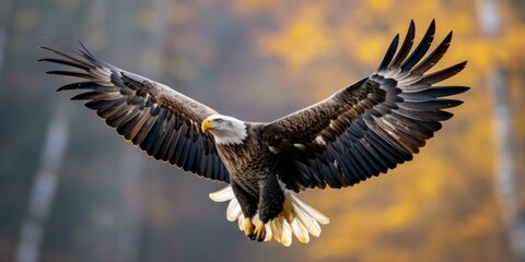 Obraz premium Majestic Eagle Soars Through The Air, Its Wings Spread Wide. Сoncept Beautiful Sunsets, Captivating Landscapes, Serene Water Reflections, Charming Wildlife Encounters