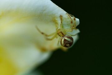Una pequeña araña sobre un pétalo de una flor. Vista de frente y de cerca. macro. Copy space