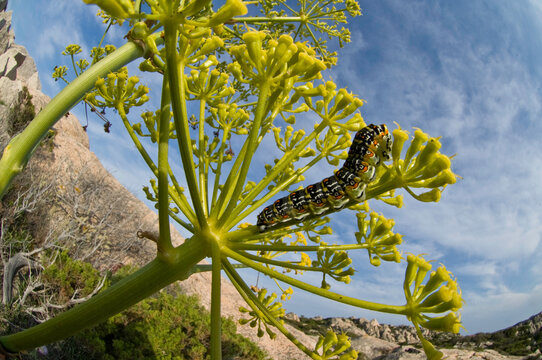Bruco, caterpillar Papilio hospiton