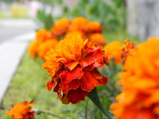 Close-up of orange marigolds on the background of a green park, flowers in the park, blooming flowerbed in the garden