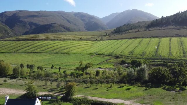 Drone view of white birds flying above green fields and country houses