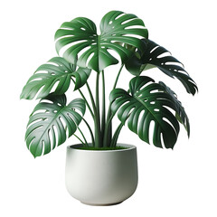 Small Adorable Monstera Plant in Pot Realistic Image for Home Decor Inspiration
