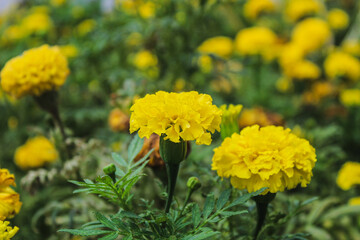 A beautiful marigold flower blossom on the garden, flower yellow marigold for decorate garden.
