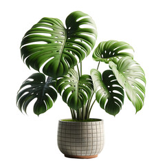 Small Adorable Monstera Plant in Pot Realistic Image for Home Decor Inspiration
