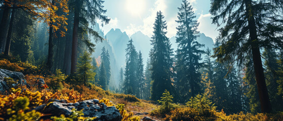 Sunlight bathes a forest trail with mountain peaks above