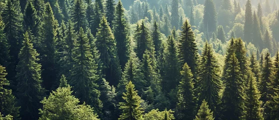 Deurstickers Lush green conifers in a dense, misty forest landscape © Lidok_L