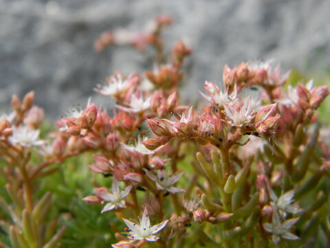 White stonecrop (Sedum album 'Coral Carpet'), small white flowers, background, postcard, website design
