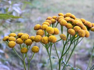 Common tansy, Tanacetum vulgare, close-up, yellow wildflowers, medicinal plants, antiparasitic program, useful plants