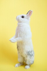 a white bunny on its hind legs on a yellow background