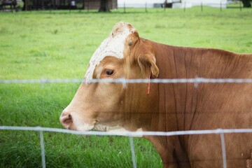 Beautiful brown cow enjoying the view of the lush green field from behind a fence