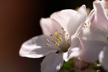 Fototapeta premium close up view of a flower blooming from a tree