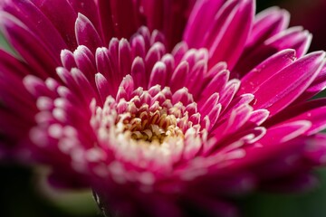 Closeup of a beautiful pink flower with white tips