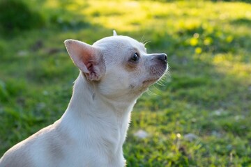 Chihuahua playing in the park