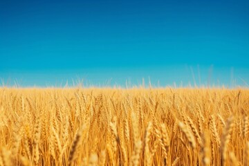 Naklejka premium Vibrant Wheat Field Stretches Under Clear Blue Sky, Immersed In Serenity. Сoncept Nature's Beauty, Tranquil Landscapes, Golden Harvest, Serene Countryside, Immersive Wheat Fields