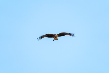 空を自由に飛ぶトンビ