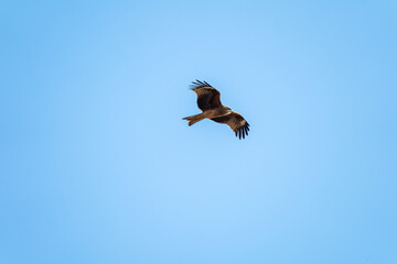 空を自由に飛ぶトンビ