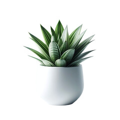 Realistic Image of Haworthia Plant in Pot: Perfect Indoor Decor for Succulent Enthusiasts
