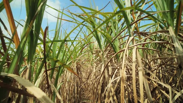 Sugarcane field in sunny day dolly shot