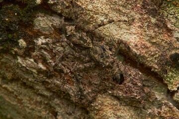 Spider perched on a moss-covered tree bark mixed with the background