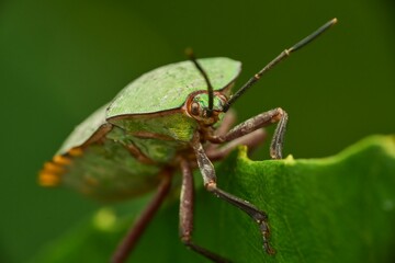 Closeup of green shield bug (Palomena prasina) perched atop a leaf in an outdoor tree setting