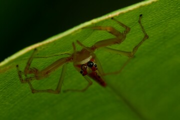 Macro shot of a jumping spider perched atop a leaf, looking intently with its beady eyes