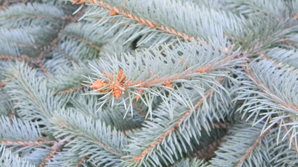 Naklejka na ściany i meble Branches of a blue Christmas tree close-up, beautiful background, nature