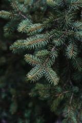 a closeup of branches of Blue spruce or picea glauca