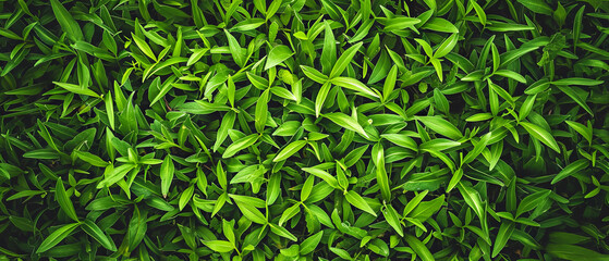 Close-up of dense green grass with a variety of leaf shapes