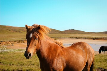 Obraz premium Icelandic horse grazing in a lush green grassy pasture