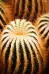 Closeup of cacti plants in a decorative arrangement, each plant with its own unique spines