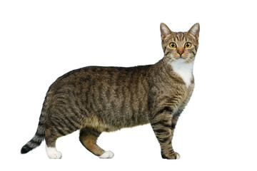 Tabby cat with with feet isolated