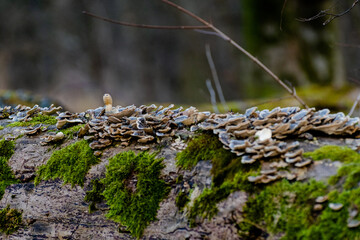 Nocciolina in Brianza