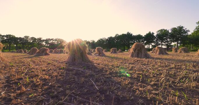 This captivating stock footage showcases the rustic beauty of stooked hay bales basking in the golden light of a setting sun. The camera sweeps across the agricultural landscape, highlighting the