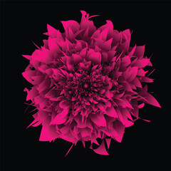 illustration pink one floral with black background.