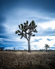 Joshua tree standing alone in an empty field aginst a cloudy sky