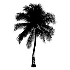Silhouette coconut tree black color only